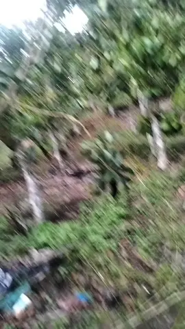 seng semangat pokok e👍💪💪 prosesss..... PETANI MUDA PETANI AVOCADO.. SIGER SEMINUNG🥑