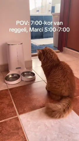 #éhezés #foryou #foryoupage #cat #MarciMoore 
