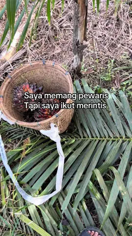 #sawit #sawitontiktok 