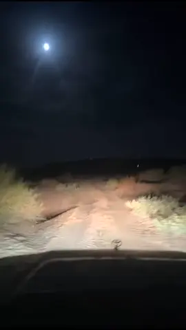 #الصيعر_ذياب_الصحراء 