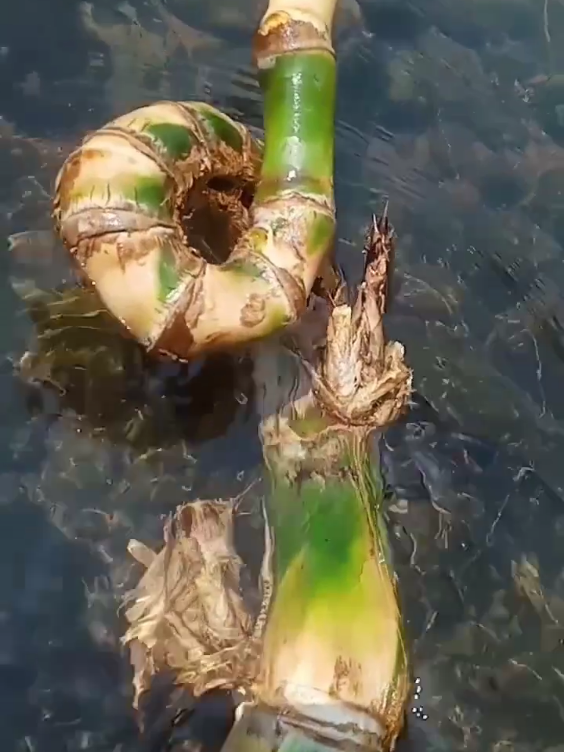 Bambu Unik Kurung Lamjalallah 