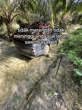 #petanisawit #sawitontiktok #storysawit🌴🌴 