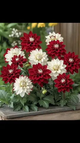 Любителям прекрасного 🌿 #flowers #цветы #природа 