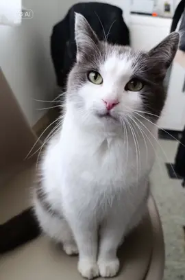 #CapCut #cats #funny 