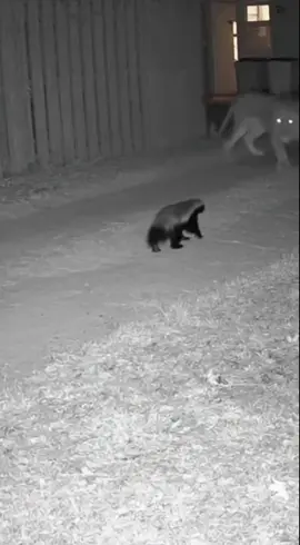 #лев #медоед #lion #honeybadger 