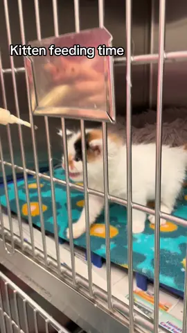 Throwback to my first foster bottle kittens. This is Clementine. She was a ferocious eater. She would scratch up her face and gnaw on the syringe and generally thrash around like she was in the exorcist. If I didn’t feed her a fast stream of milk she’d have us both torn up. I fed her at work like this once and thought it was hilarious. She and her sister and both big happy girls now. (This was 2023) #fyp #kittens #fosterkittens #adoptdontshop 
