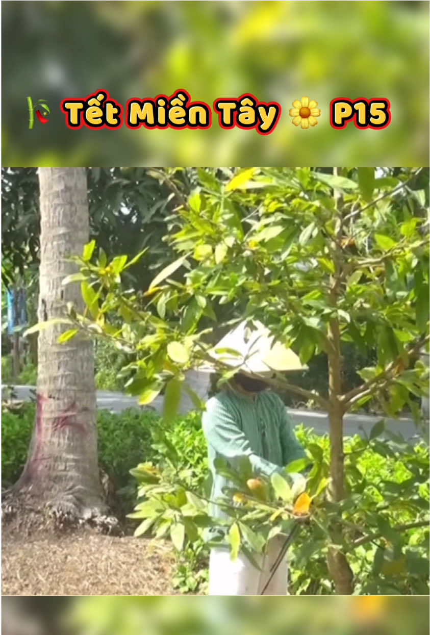 🎋P15| Tết miền tây 🌼 #tet #tetmientay #nhactet #tet2026 
