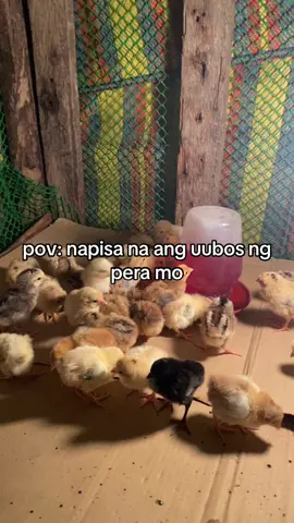 #fy #fyppppppppppppppppppppppp #sabongerotiktok🐓🐓🐓😘 #backyardbreeders 