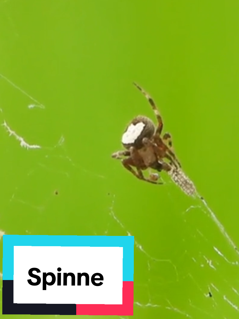 Diese mistvieh auf 8 Beinen!  #spinne #viral #fyp #tierischefakten #tiere 