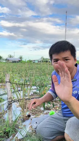 tẩy rông rêu trên cây trồng  #sátkhuẩncâytrồng #tẩyrôngrửavườn #nấmhồngtrêncâytrồng #tẩyrôngrêutrêncâytrồng #longho1212 