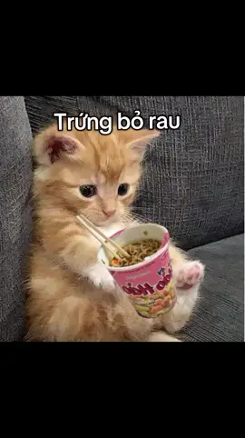 🗿#capcat #fpy #viral #viralvideo #TikTokAwardsVN 