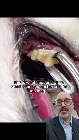 #dogtok #fyp #viral #rescuedog #dogtips 