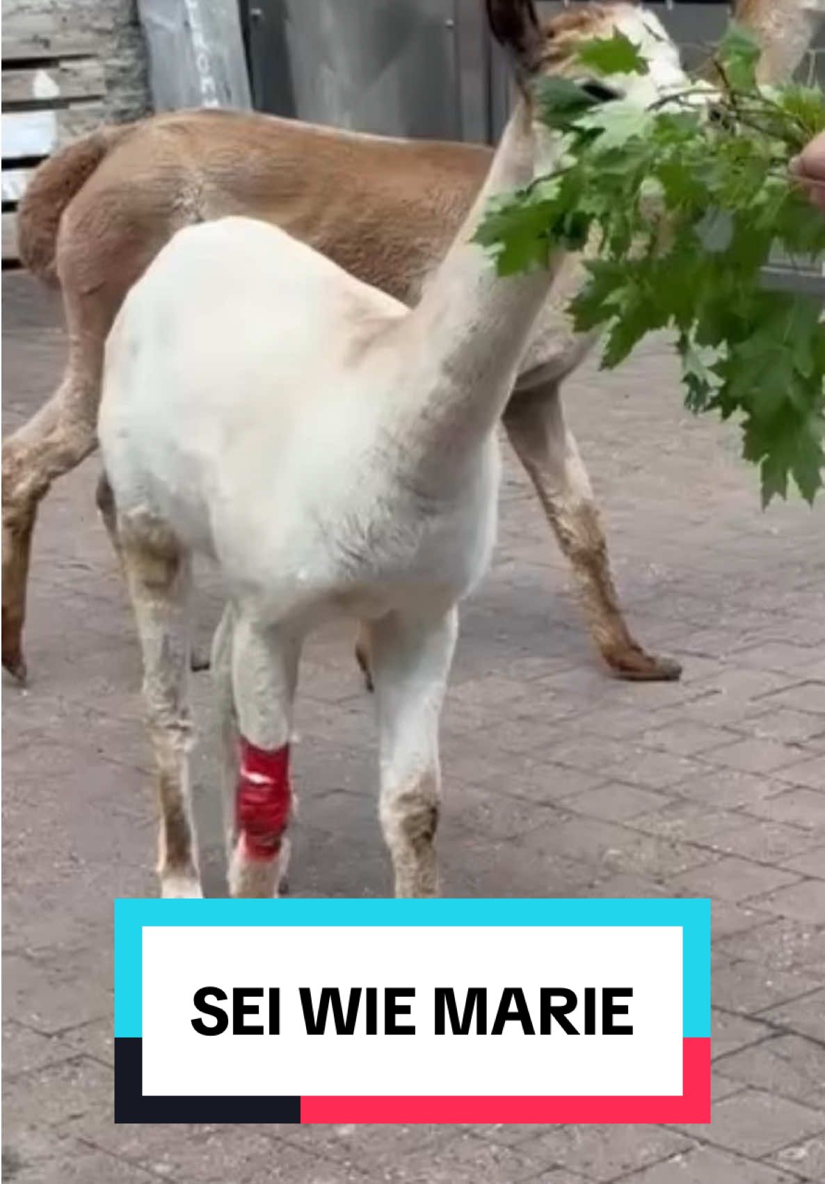 Ein Pflaster? Ein Fall für den Notarzt #marie #drama #freundin #fyp #alpaka 