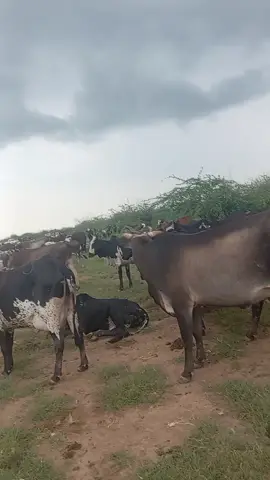 #الاجواء_والخريف_مع_البقر🙈😎 