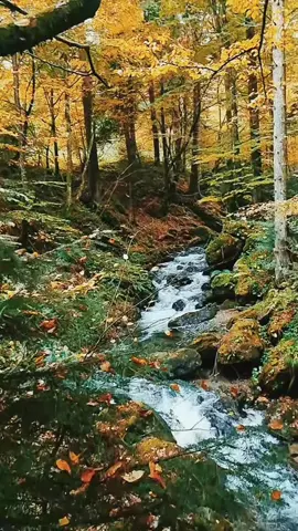 #muntiifagaras #autumnvibes #silent #natura #forest 