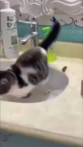 Various ways cats go to the toilet😹🤣#cat #catsoftiktok #funnycat #catlover #funny