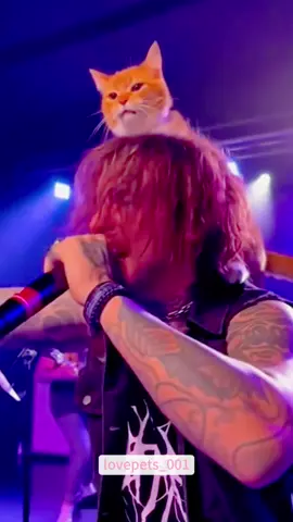 My cat play the piano better than me.#cat#catsoftiktok #cats #catlover #funny #foryou #funnytiktok #funnyvideos #fyp #fypシ゚viral #funnyanimals #cute #usa🇺🇸 