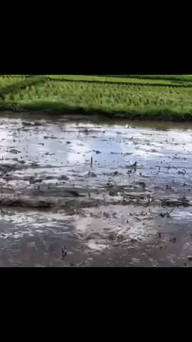 moscov nag solo sa mid #MLBB #MLBB9TH #fyp #viral #trending 