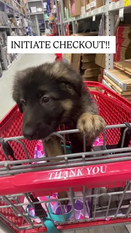 Best way to not feel sad…. Buy a German Shepherd 😬 #fyp #germanshepherdpuppy #gsdpuppy #germanshepherd #gsdlove 