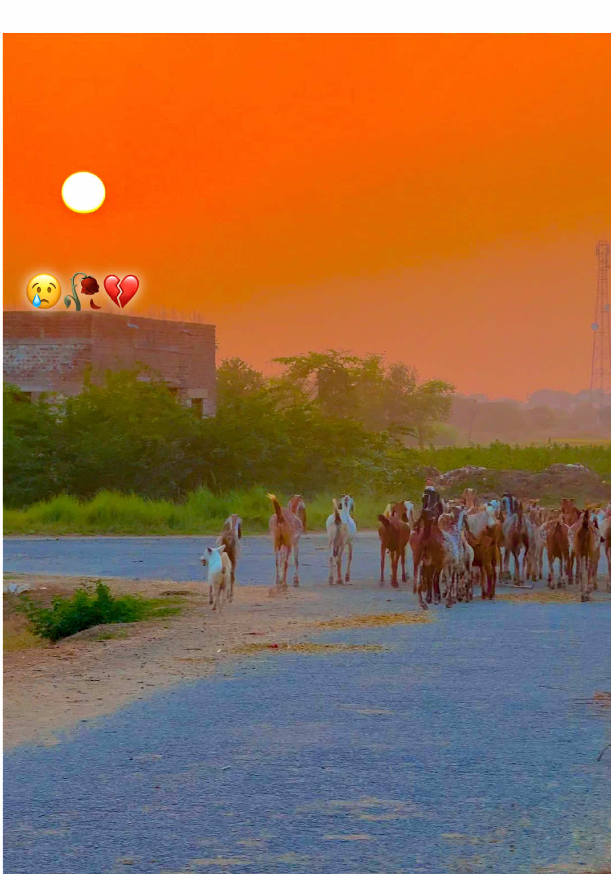 #میرا_سہنا_پنڈ_ناتھے_الہ_ضلع_بہاولنگر #pindanathayala #Trending #pendawaly_star #fyppppppppppppppppppppppp 