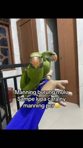 Ksh tutor manning doi dong @Alwi  #betetjawa #kolonialbetetjawa 