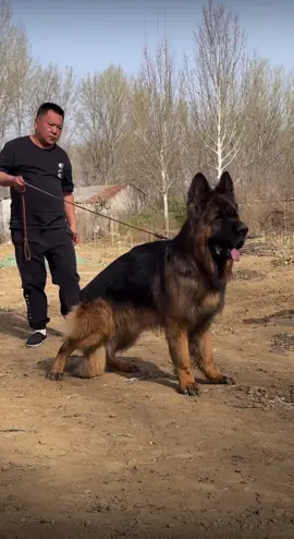 Chinese shepherd #woofworldkennel #gsd #germanshepherd #longhair #dog @woof world kennel 