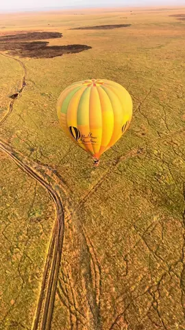 #hotairballooning #simba #masaimara #animals #dreams 