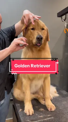 Seu dog solta muito pelo?  #banhoetosa #pet 