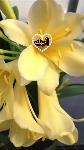 #حب #عشق #شعر #fyp #viral 
