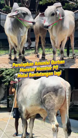 Monster monster PO datang lagi😎😎 #setiafarm #fypシ゚ #foryoupagе #sapipo #sapijumbo 