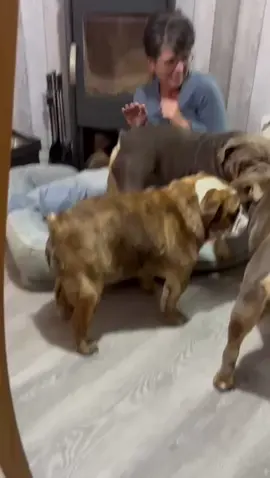 #foryou #dogsoftiktok #englishbulldog #foryoupage #fyp 