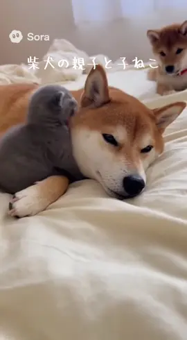 無邪気なスコティッシュフォールドの子猫と、母親を取られて怒る子柴のみかん #柴犬 #子猫 #スコティッシュフォールド #shibainu #sora2 