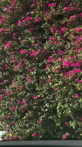 سويت الكوكنت حقهم لذيذ 😋 @Awe coffee  #fypシ #حايلندا #اكسبلور #حايل #fup 