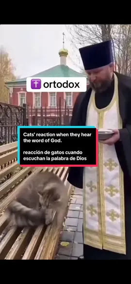 Hasta los gatos, reconocen la palabra del señor Dios Allah  #cristianos #Orthodoxe #Christen #islam #cats 