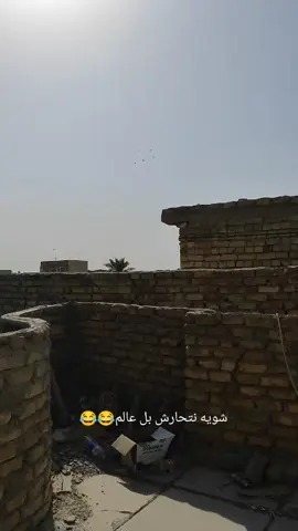 خطيه كله نايمه بل سطوح#ارافل_العراق #صيد #طيور #طيور_حمر #طيور_ارافل 