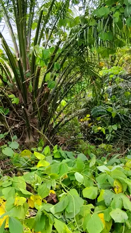 Tetu tetun Bae sak Muni lalok ruen