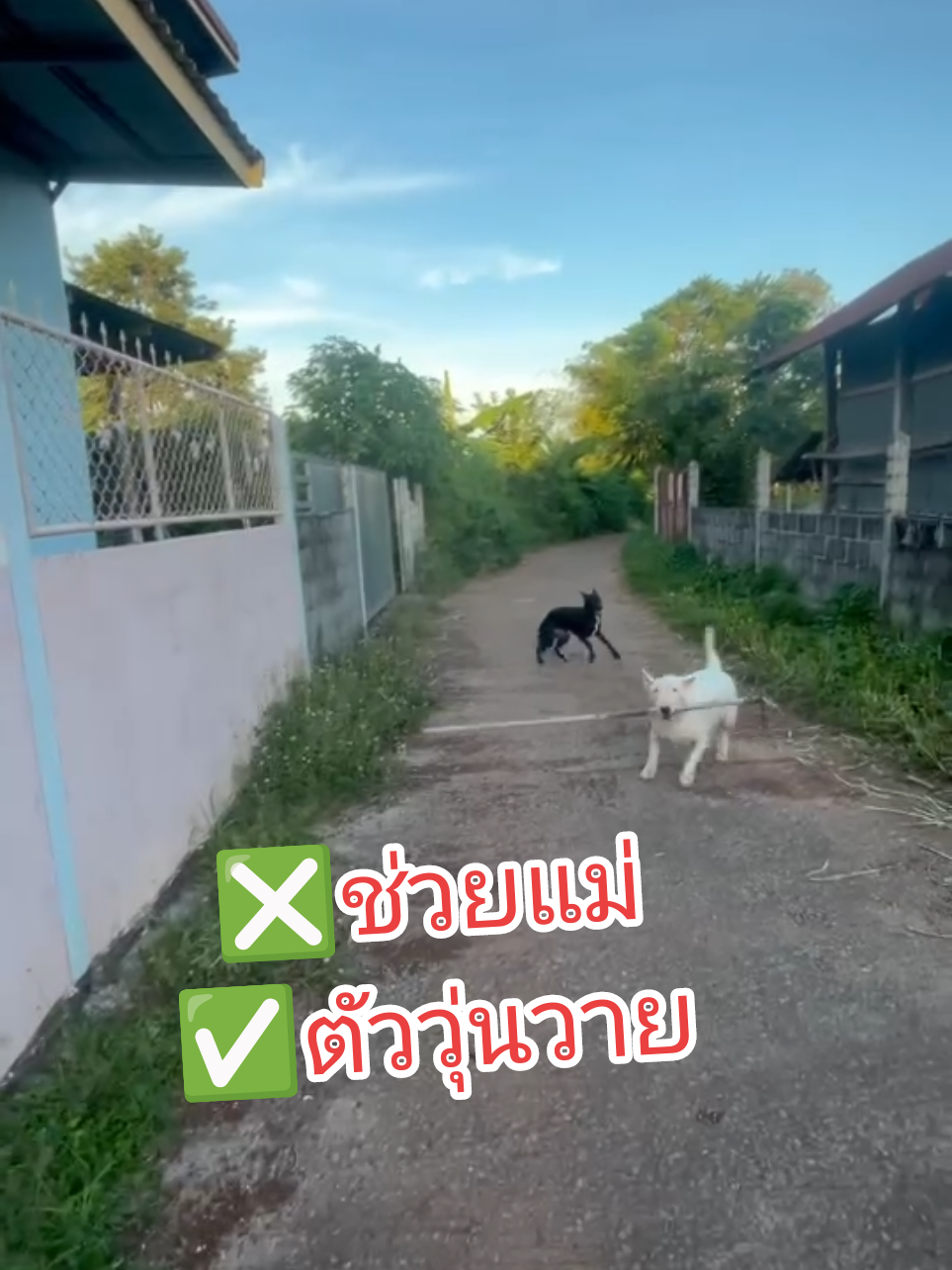 ทำความสะอาดบ้านฮา่ะ#หมา #สัตว์เลี้ยง #คนรักหมา #หมาตลก #อ้วน 