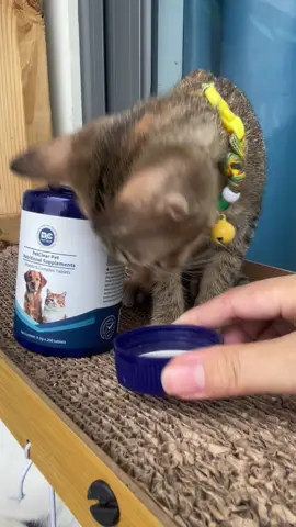 Bổ sung vitamin B tổng hợp cho mèo đúng thời điểm để đạt được hiệu quả tốt nhất, kéo dài tuổi thọ và cho mèo cuộc đời an nhiên #nuoimeobinhdan #vitaminmeo #chamsocthucung#chams#tiktokvn 