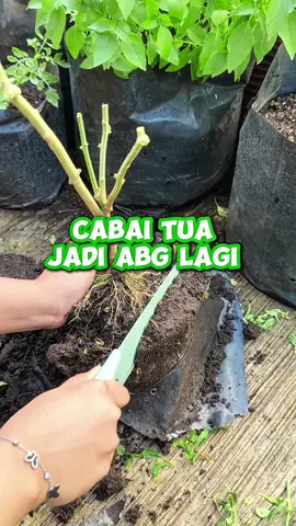 Bikin tanaman cepat berbuah lagi 🥰 #infarm #infarmid #berkebun 