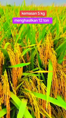 benih padi mr 337 unggul super jumbo  #benihpadi#mr337#petanipad#petanimuda#pyp