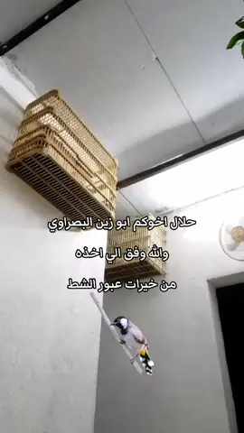 #حلال #ابوزين_البصراوي 