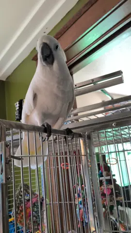 #furbythebirb is getting used to his new #wingabago #parrot #carrier