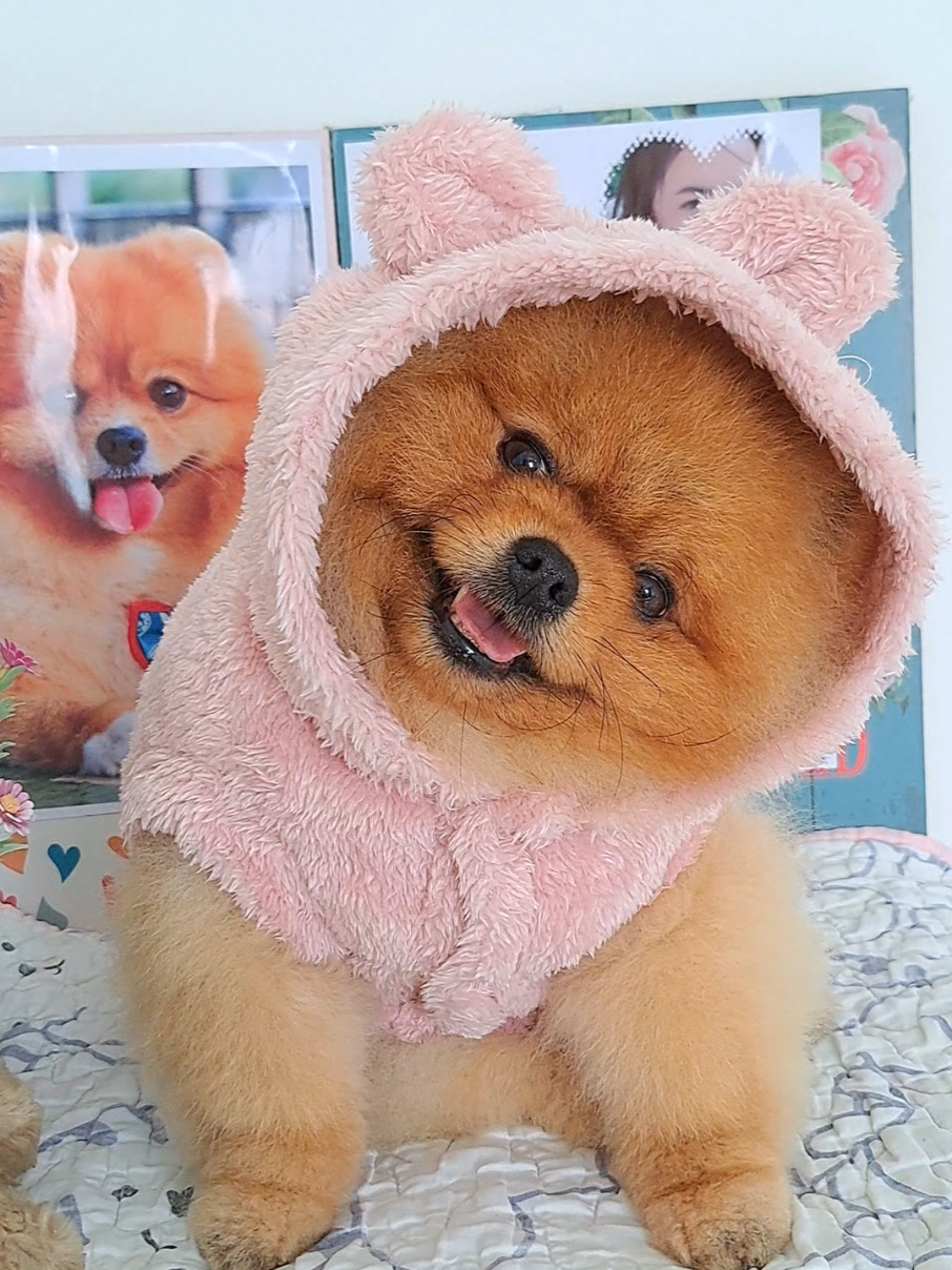วันๆหาเรื่องให้บ่นได้ตลอดทำเมินใส่ทุกวัน ฟังหูขวาทะลุหูซ้าย#ต้นตาลนัอย3ขวบ3เดือน #น้องชายพี่ต้นตาล #สัตว์เลี้ยงtiktok 