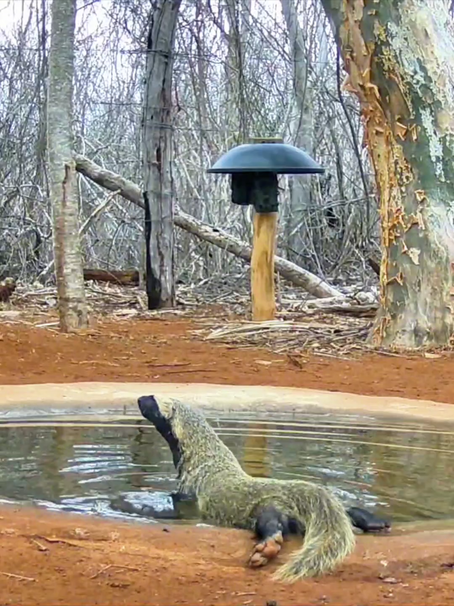 a onça está de volta na fonte... #sertao #bahia #natureza #fauna 