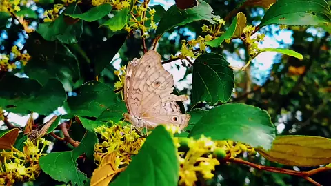 খুব করে চাই 🥹, তোমার বাম পাজরে মুখ গুজে তোমার উষ্ণ আবেশে নিজেকে মিলিয়ে নেবো, সমস্ত মন খারাপের ইতি টানবো....😌#foryoupage#trending#fyp#viralvideo#team_of_fx@TikTok Bangladesh 