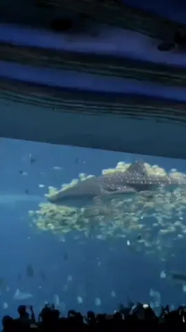 Nếu tình yêu có tìm tới mình một lần nữa.. Thì mình mong là vì họ toàn tâm toàn ý thật sự yêu thương mình.. Chứ không phải vì cô đơn hay tìm người thay thế.. Mình cũng chỉ muốn là duy nhất trong mắt một người.