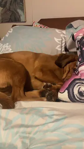 Dogs are not dumb 😂#ridgeback 