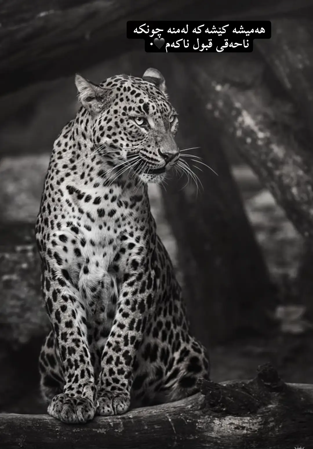 ئەکتڤیی کەن 🤎🥀#foryou #sura #activ #bnn #foryoupage 