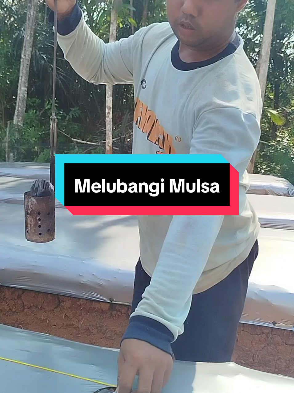 Melubangi Mulsa untuk Tanam Cabai Rawit#cabairawit #bertani 