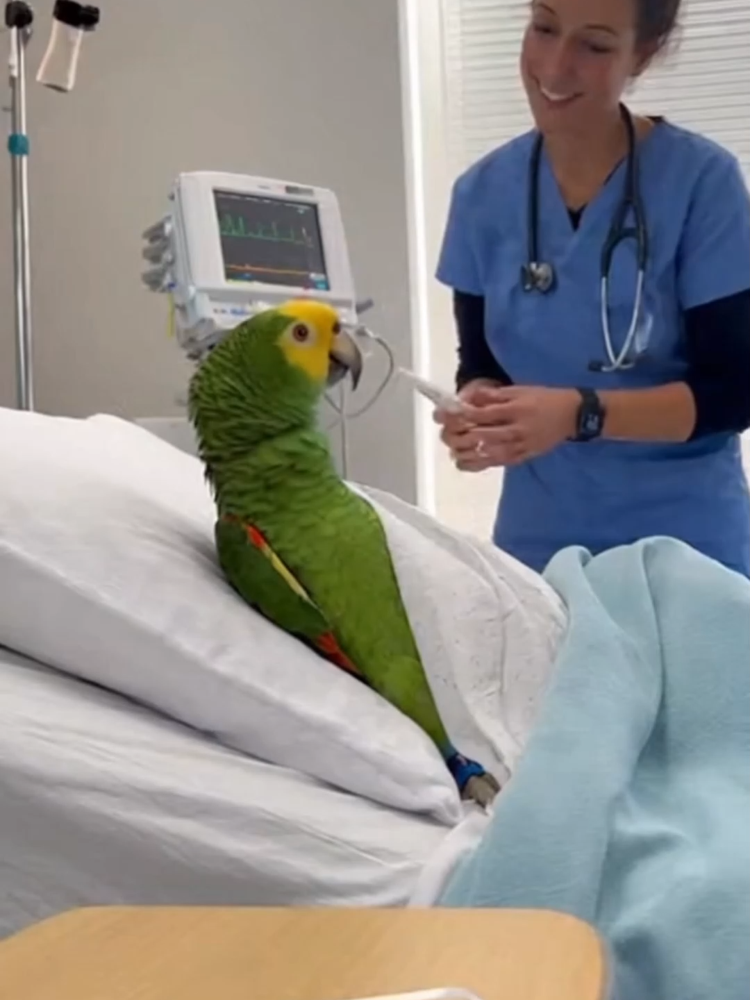 Le Patient Le Plus Insolent De France  Et C’est Un Perroquet